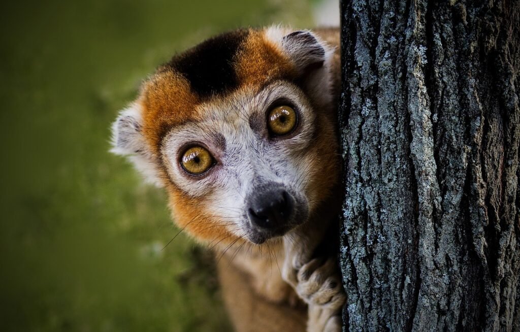 A curious and surprised lemur